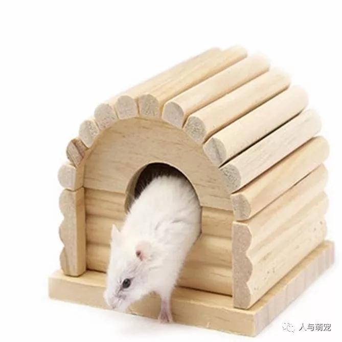 怎么饲养仓鼠要注意什么,饲养仓鼠的注意事项都有哪些