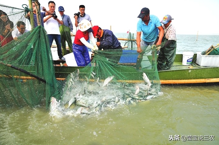 渔民捕鱼怎么赚钱,农村小伙捕鱼一天赚多少钱