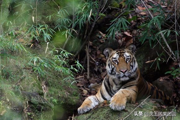 巴梅拉雄虎,传奇虎王战斗视频