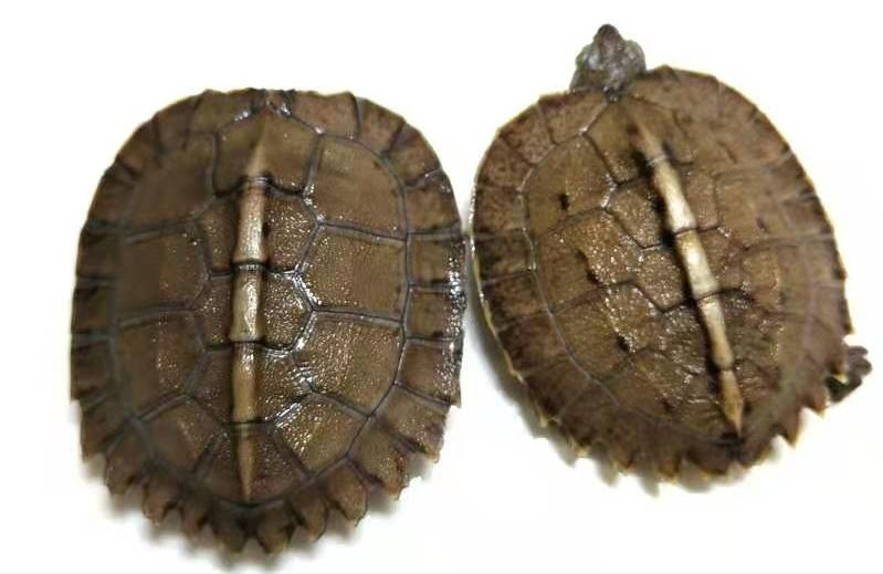 深水龟选什么龟好,如何选龟养龟