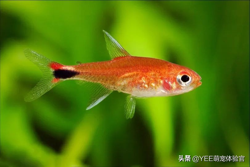 2cm级迷你灯鱼，好品相挤不进热门榜
