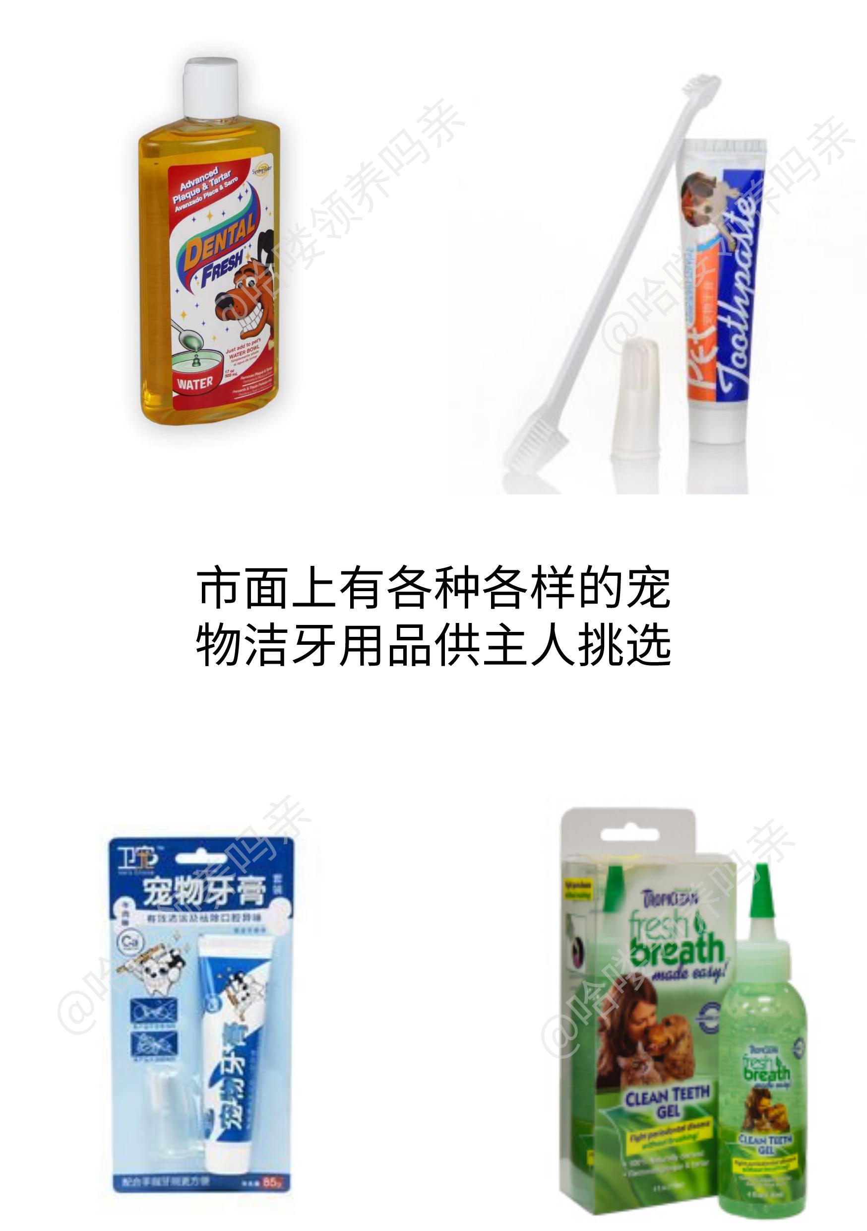 狗狗如何护牙,狗狗怎么护理狗牙