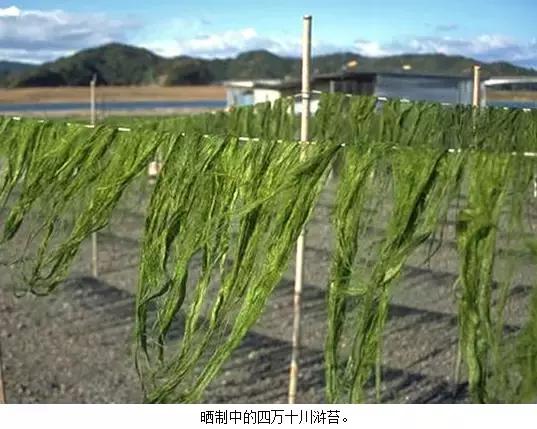 海苔和紫菜，到底是不是一种东西？
