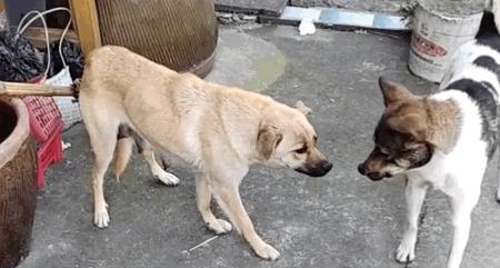 好心人救助落水狗有爱心,好心人救出几只被困小狗