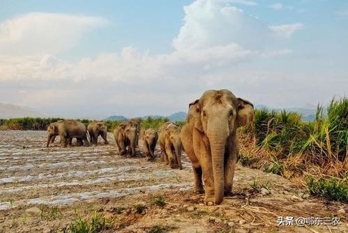 为什么云南大象不大,大象迁徙事件原因有哪些