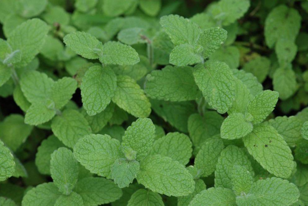 观花草本植物推荐,最具观赏性的观叶植物