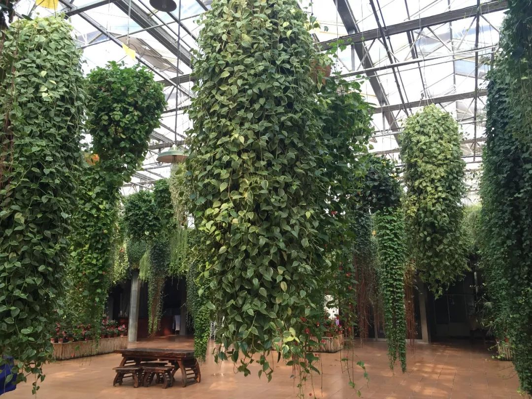 江阴嘉茂国际花鸟园,江阴嘉茂国际花鸟园什么时候再开