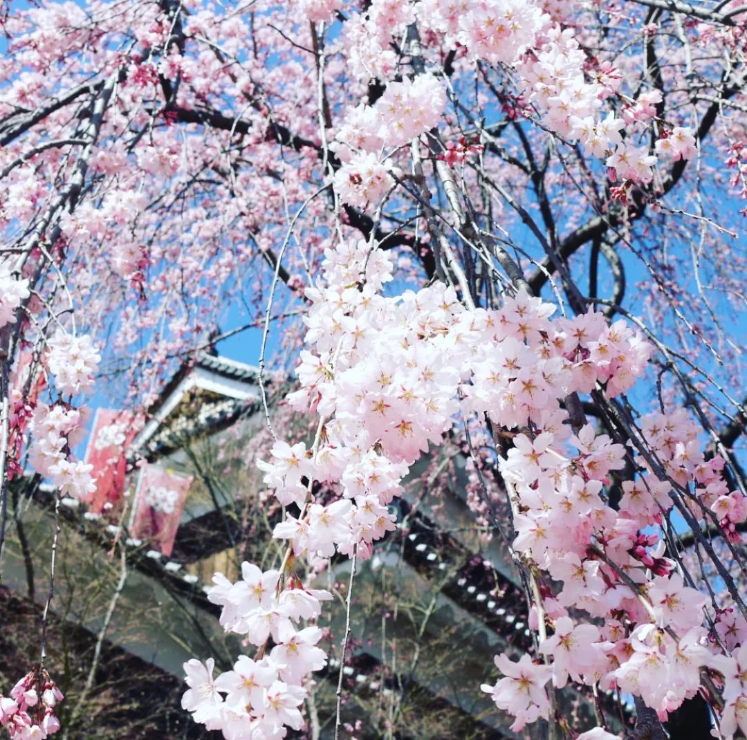 日本长野县旅行,日本长野赏樱旅游攻略