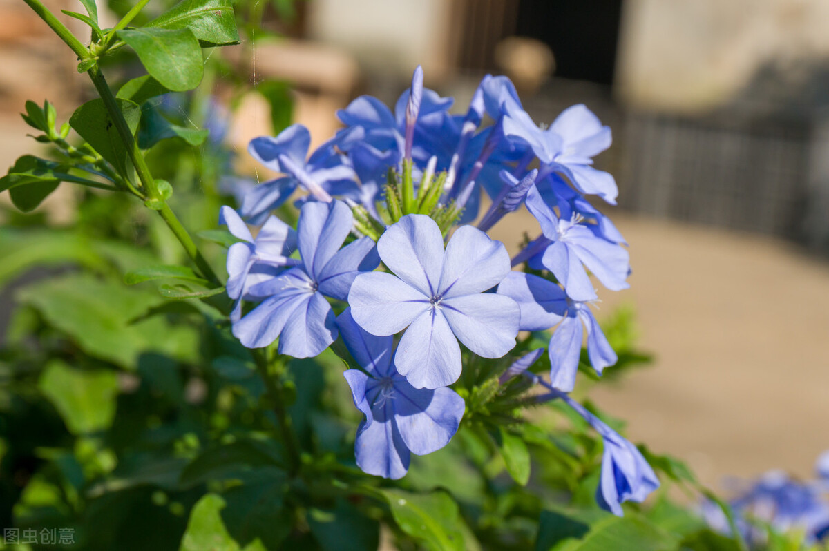 去花市买花千万别买这4种花,秋季花市卖得好的5种花