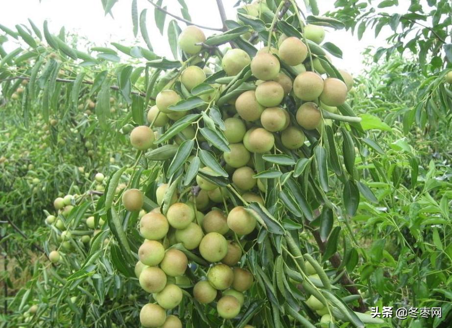 枣树生虫的最佳治疗方法,现在枣树上飞的黑飞虫是什么虫子