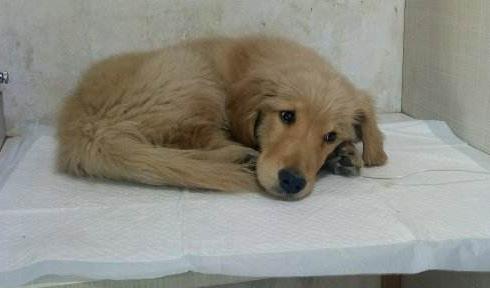 养金毛犬要注意什么,饲养金毛犬有哪些注意事项