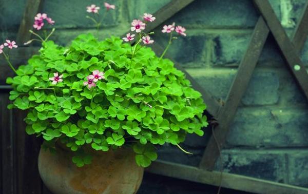 三叶草属于幸运草吗,三叶草是幸运的象征