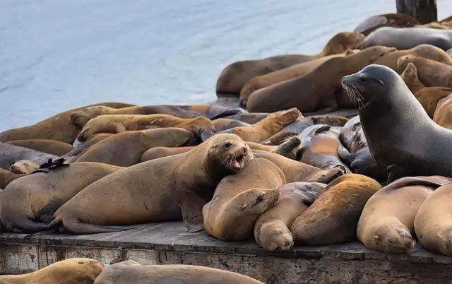 它土圆肥，却是出了名的网红