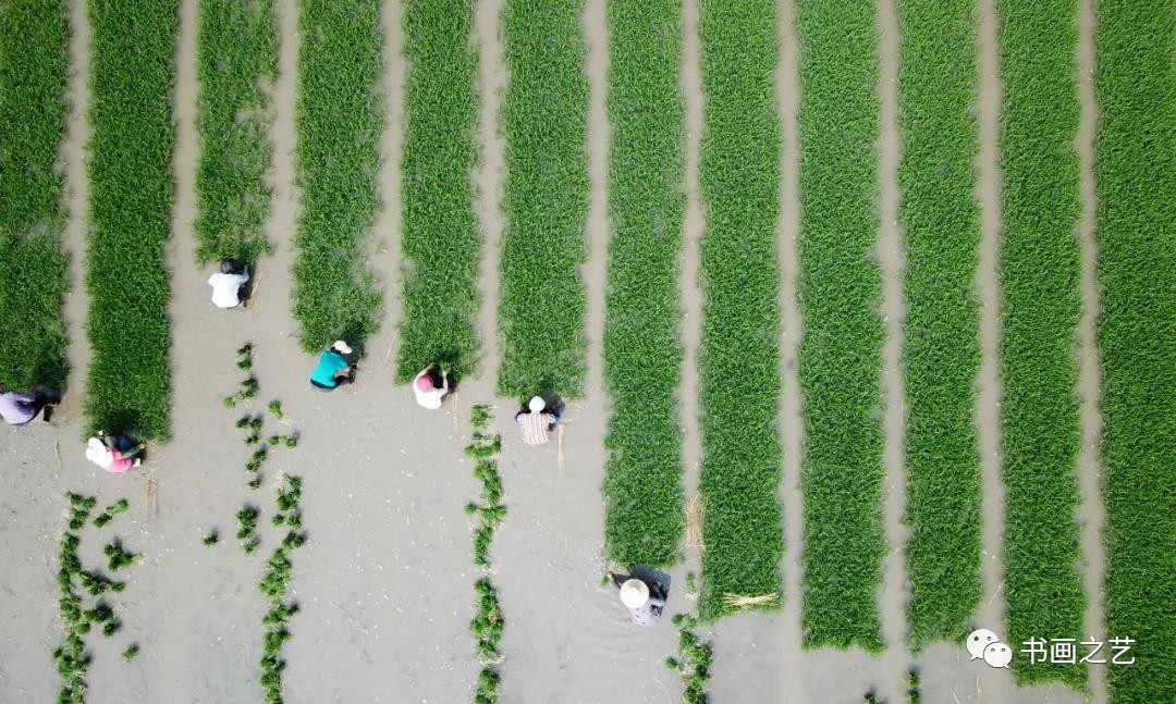 有芒的麦子和无芒的麦子,有芒刺的稻子