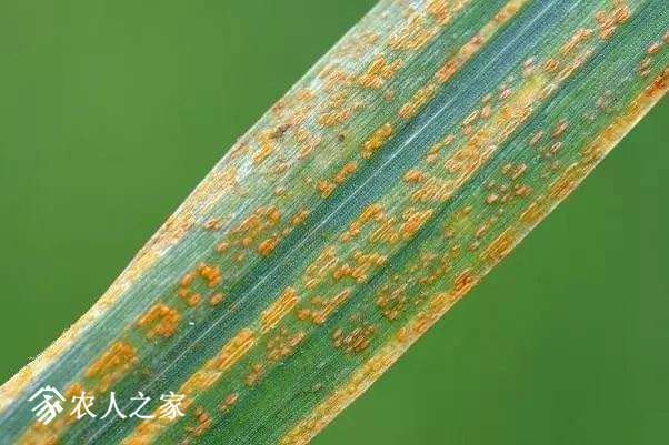 每日一课100个常识,真菌感染必备知识