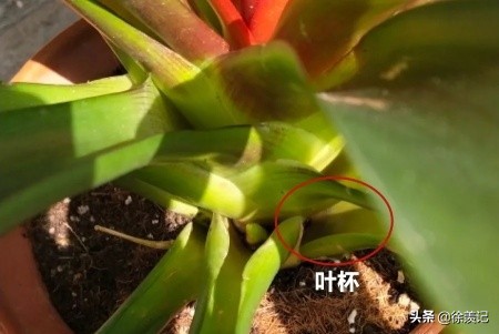 鸿运当头春天怎么养,小丽花冬天枯萎了怎么养