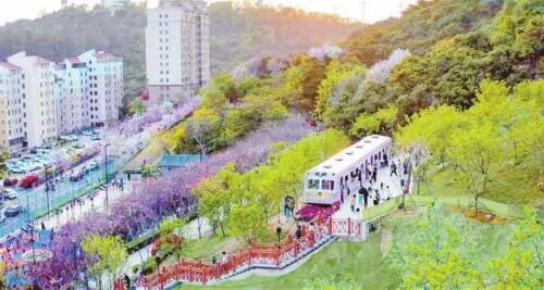 深圳花海公园地址在哪里,深圳中心河公园花海