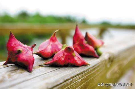 美丽乡村的盈利项目,美丽乡村项目的成功案例