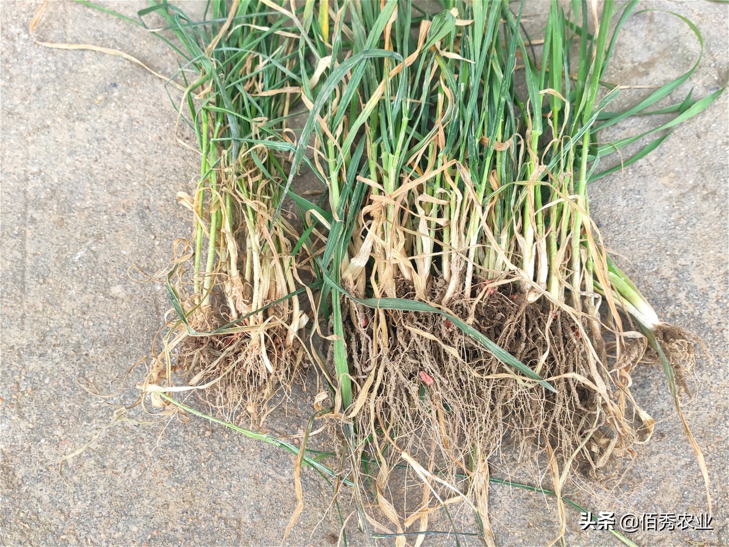 农民打工返乡，田间小麦发黄，怀疑肥料有问题，农技专家来帮忙