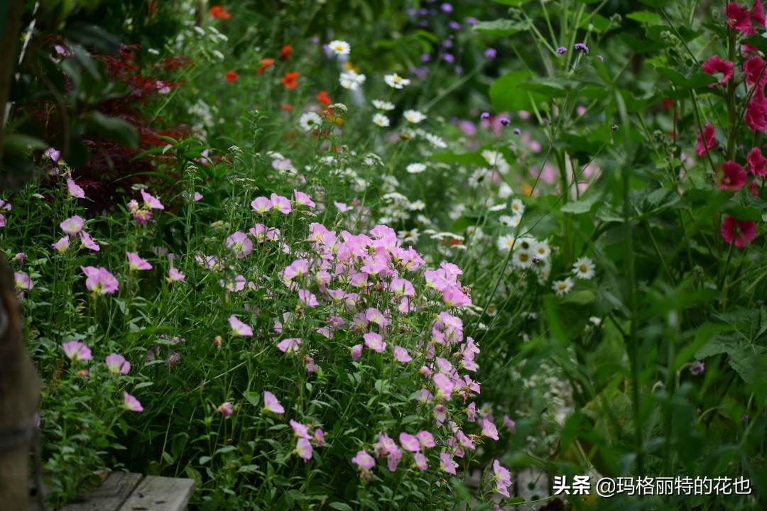 徒长花草怎样处理,徒长的树木怎么处理