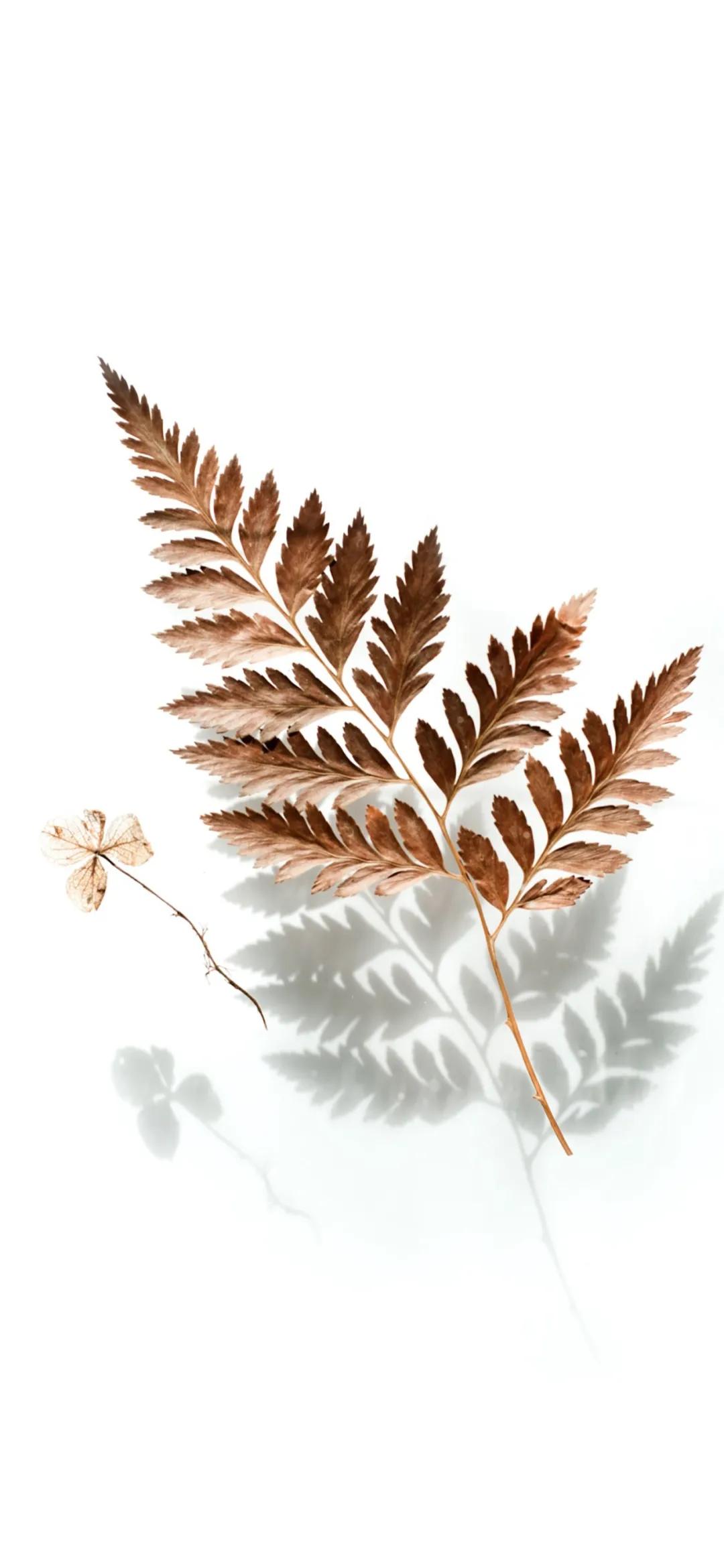 文艺素雅治愈植物手机壁纸,唯美治愈系手机壁纸植物