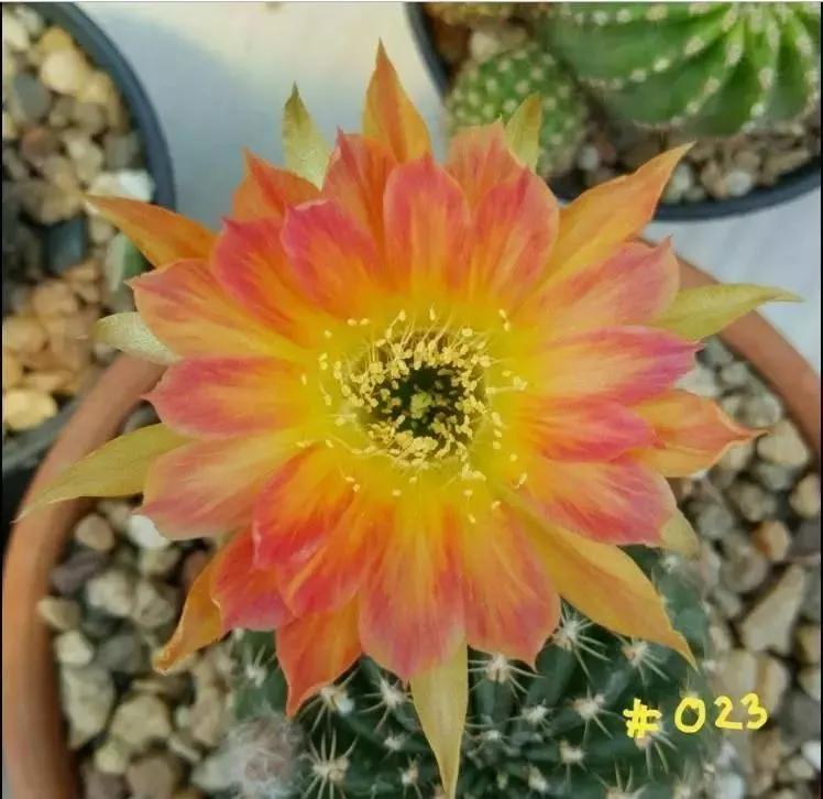 100种仙人球开花图鉴，平时丑丑的它们，开起花来，惊艳