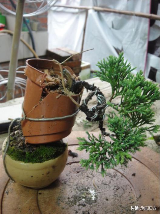 盆景树桩舍利怎么制作,盆景老桩镂空舍利的制作