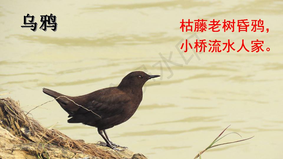 部编版父亲和鸟课件,父亲树林和鸟ppt教材解析