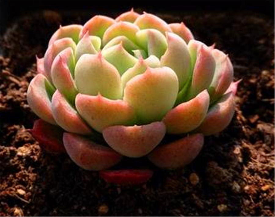 秋天的冰梅太美了,红的温暖粉的醉人,做好4件事,冬天会更美