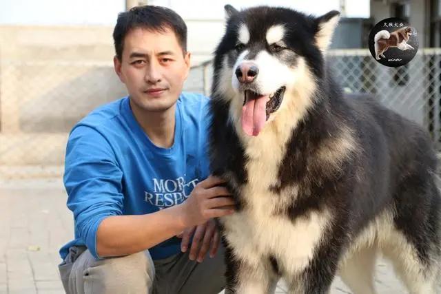 长毛阿拉斯加怎么训练,长毛阿拉斯加