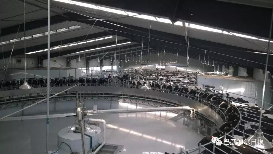 放心喝的牛奶,什么是圣牧有机奶