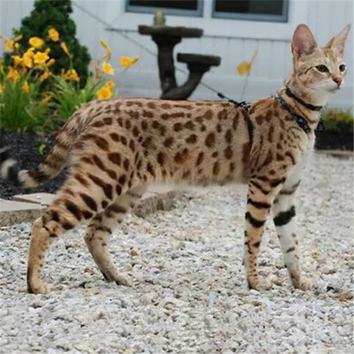 最烧钱的十种犬,最烧钱的五种狗