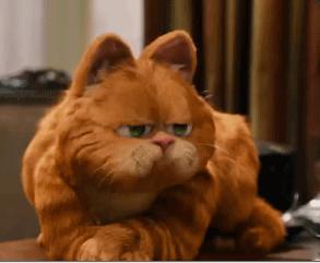 为什么很少有人养加菲猫,最难养的猫加菲猫