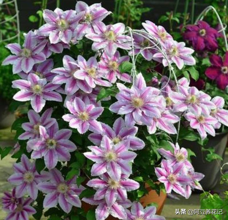 养花3年，把“魔法喷泉”养成“活瀑布”，养护过程4点别忽视