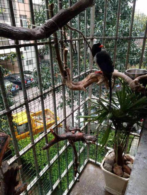 鹦鹉散养注意事项大全,怎么在家中放鹦鹉笼养鸟