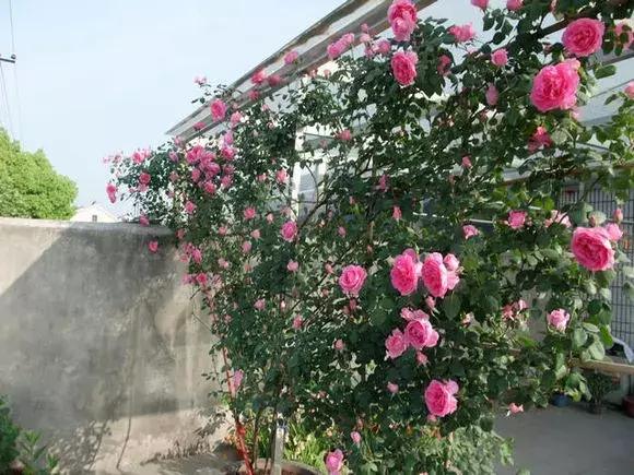 藤本月季秋季怎么修剪才会花墙,最丰花多季开花的藤本月季