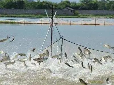 水产ph值测量仪价格,水产ph值高怎么处理