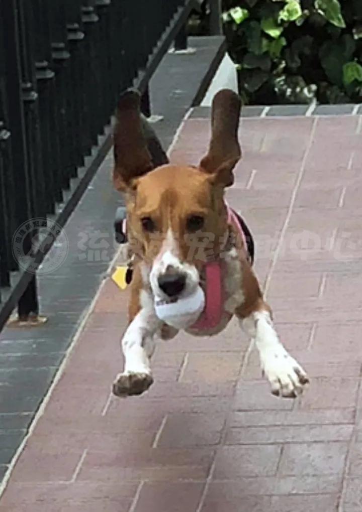 比格犬受害者拆家,比格犬丢失新主人要善待它