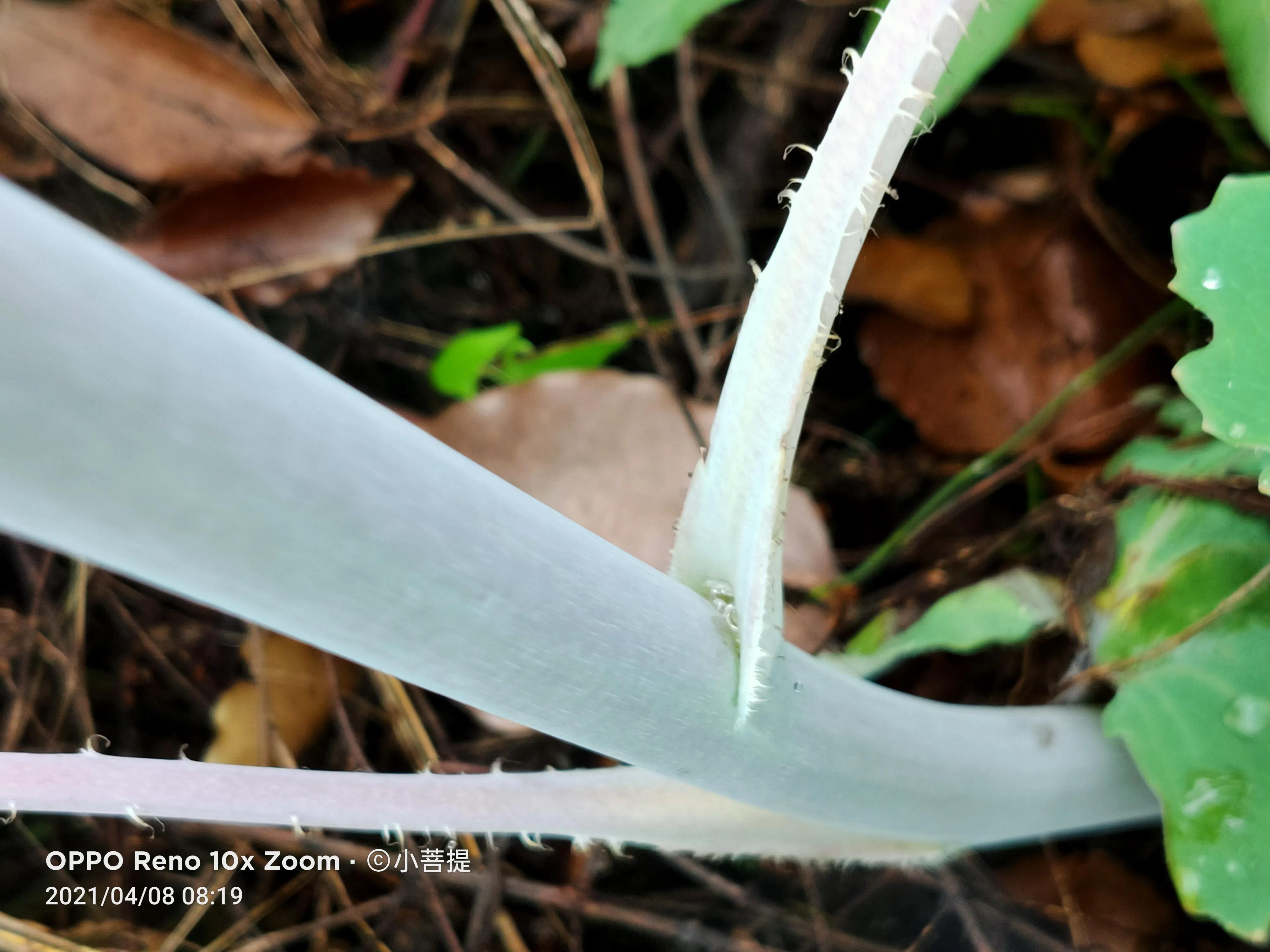 这种在草本里显得特别高大美丽的植物是罂栗的亲戚