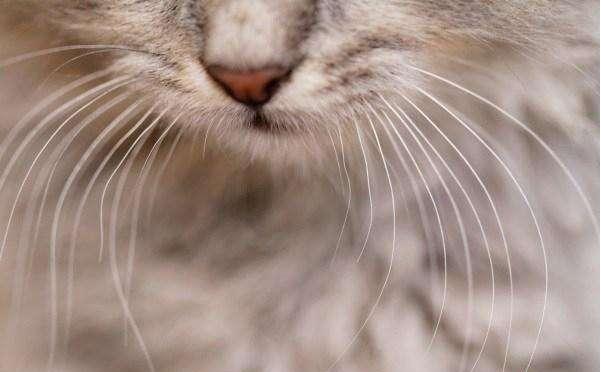 你揪过你家猫咪的胡须吗？猫咪胡须的秘密你当真都了解吗？