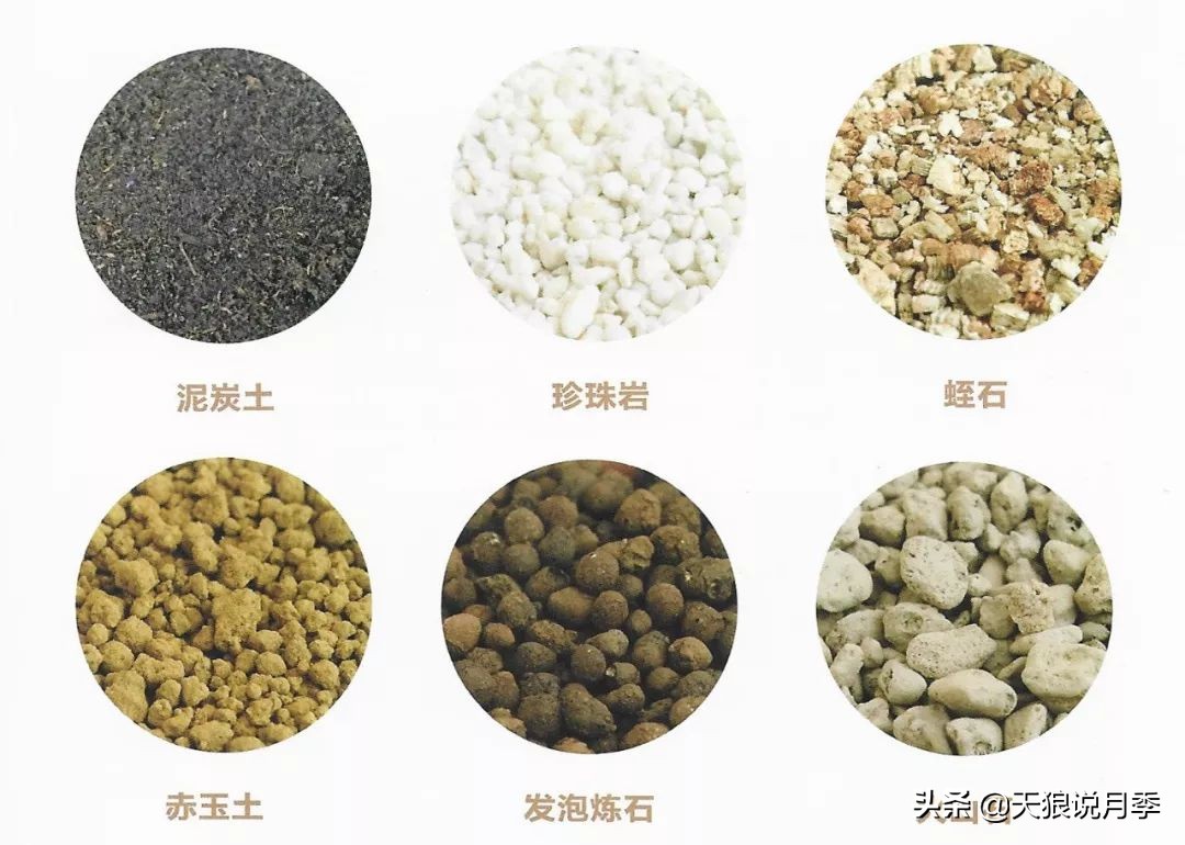 狼家球根怎么样,狼家球根上市了吗