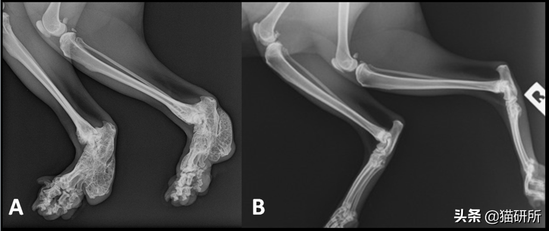 猫传腹是突发性疾病还是遗传疾病 (猫鼻支会遗传给后代吗)