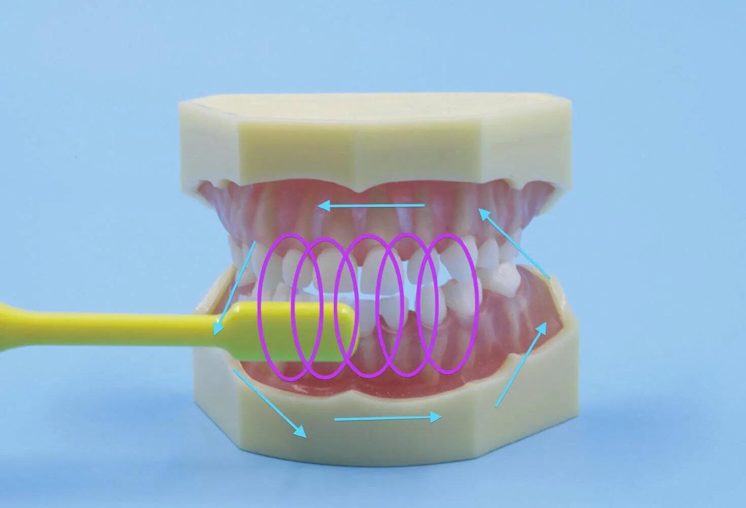 2-6岁儿童正确刷牙方法,8-15岁儿童刷牙怎样才最正确