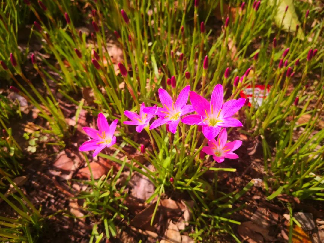 风雨兰的惊艳,风雨兰花开花