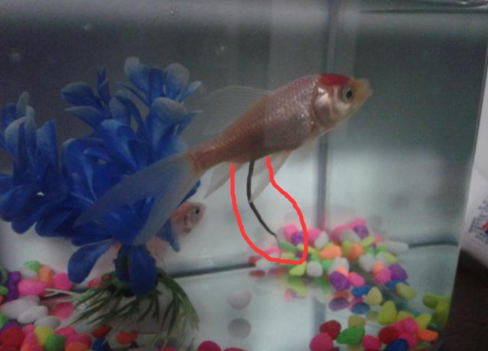 你还在给鱼缸加盐吗？我的弯路，你们就别再走了