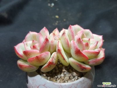 淘宝买多肉带盆的需要脱土修根吗,淘宝上买多肉有什么坑