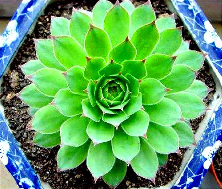 观音莲怎么养叶子才不徒长,观音莲徒长怎么补救