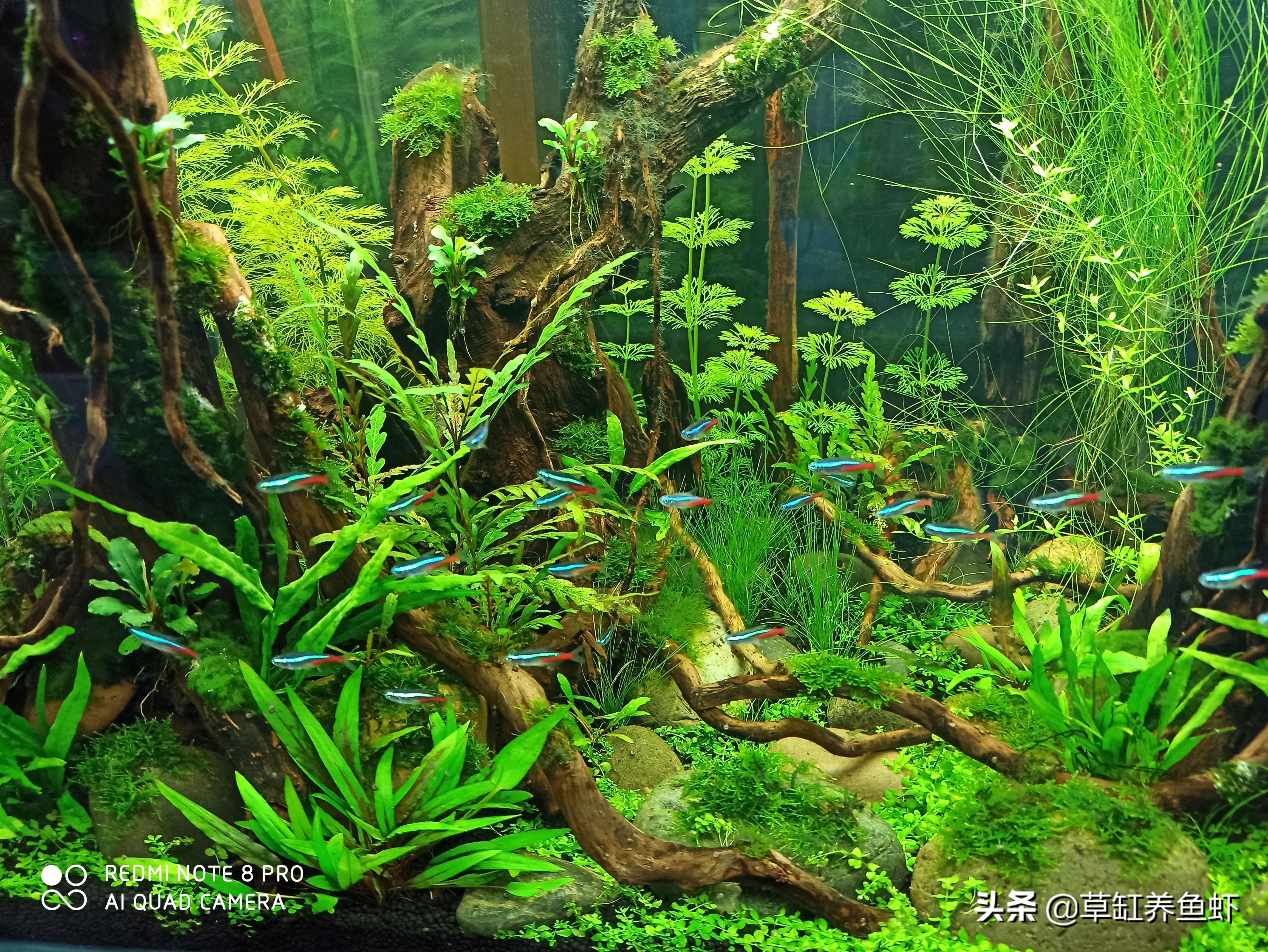草缸养鱼的方法和注意事项,草缸除了养鱼还可以养什么