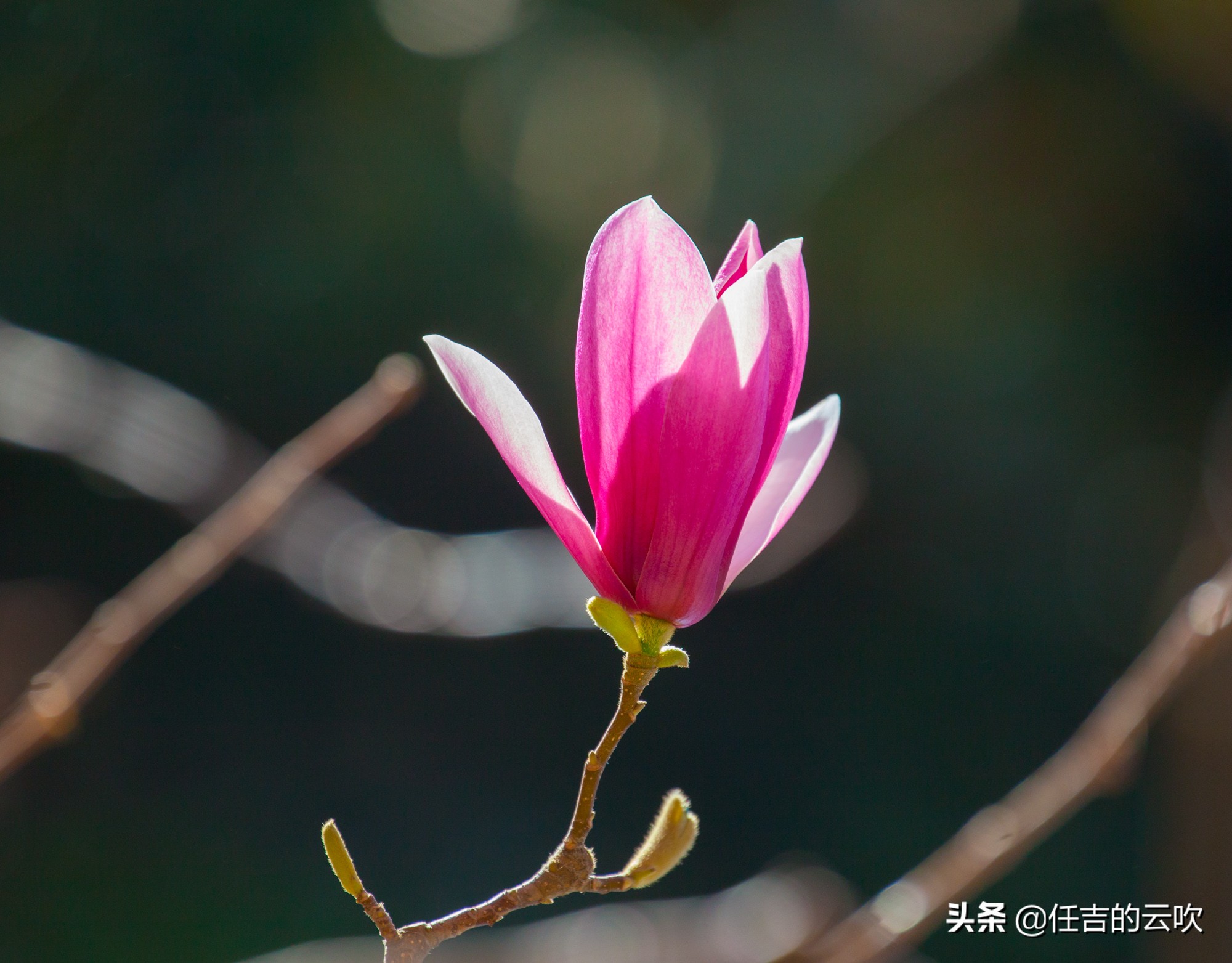 佳能70-300二代和胖白哪个好,佳能70-300l胖白