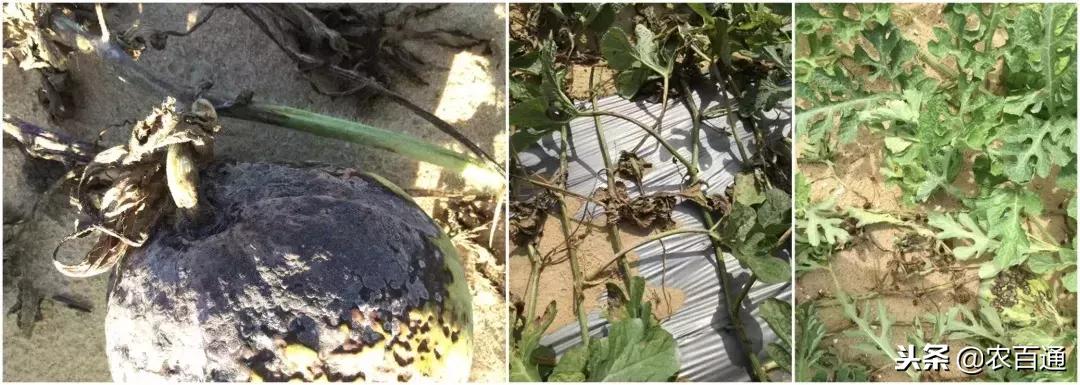 西瓜下雨之前打什么药防治病害,西瓜幼苗病害的各种症状图片